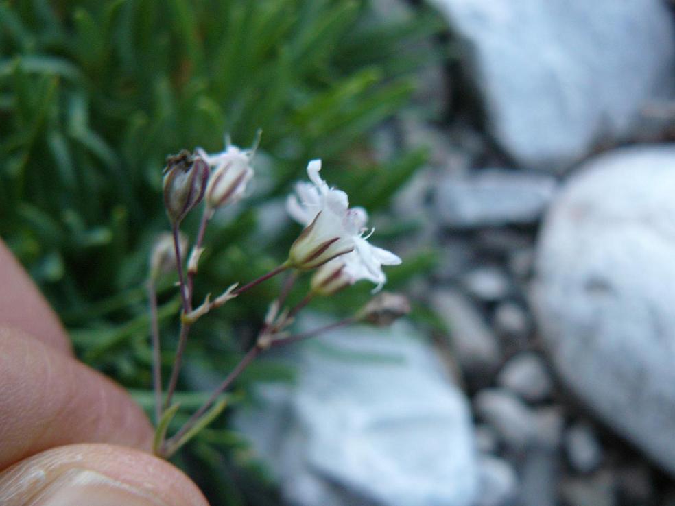 Gypsophila repens / Gipsofila strisciante